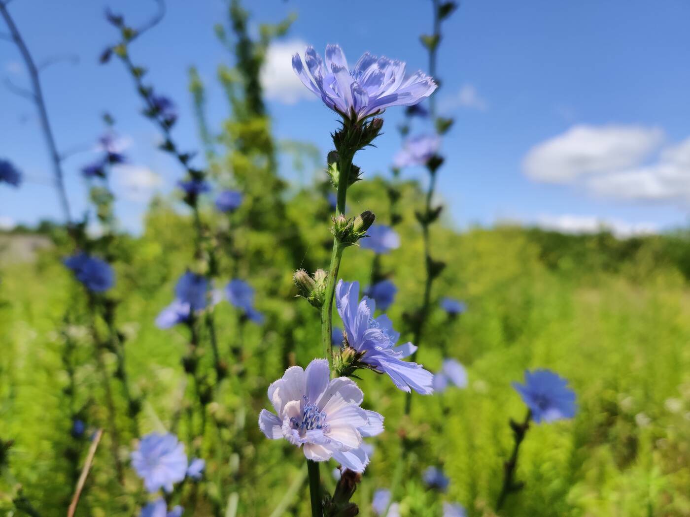 OnePlus 7 Pro robi świetne zdjęcia