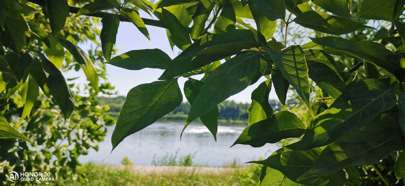 Honor 20 - zdjęcia z telefonu