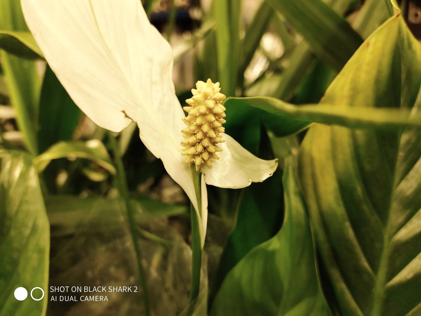 Test Xiaomi Black Shark 2 - czysty gaming