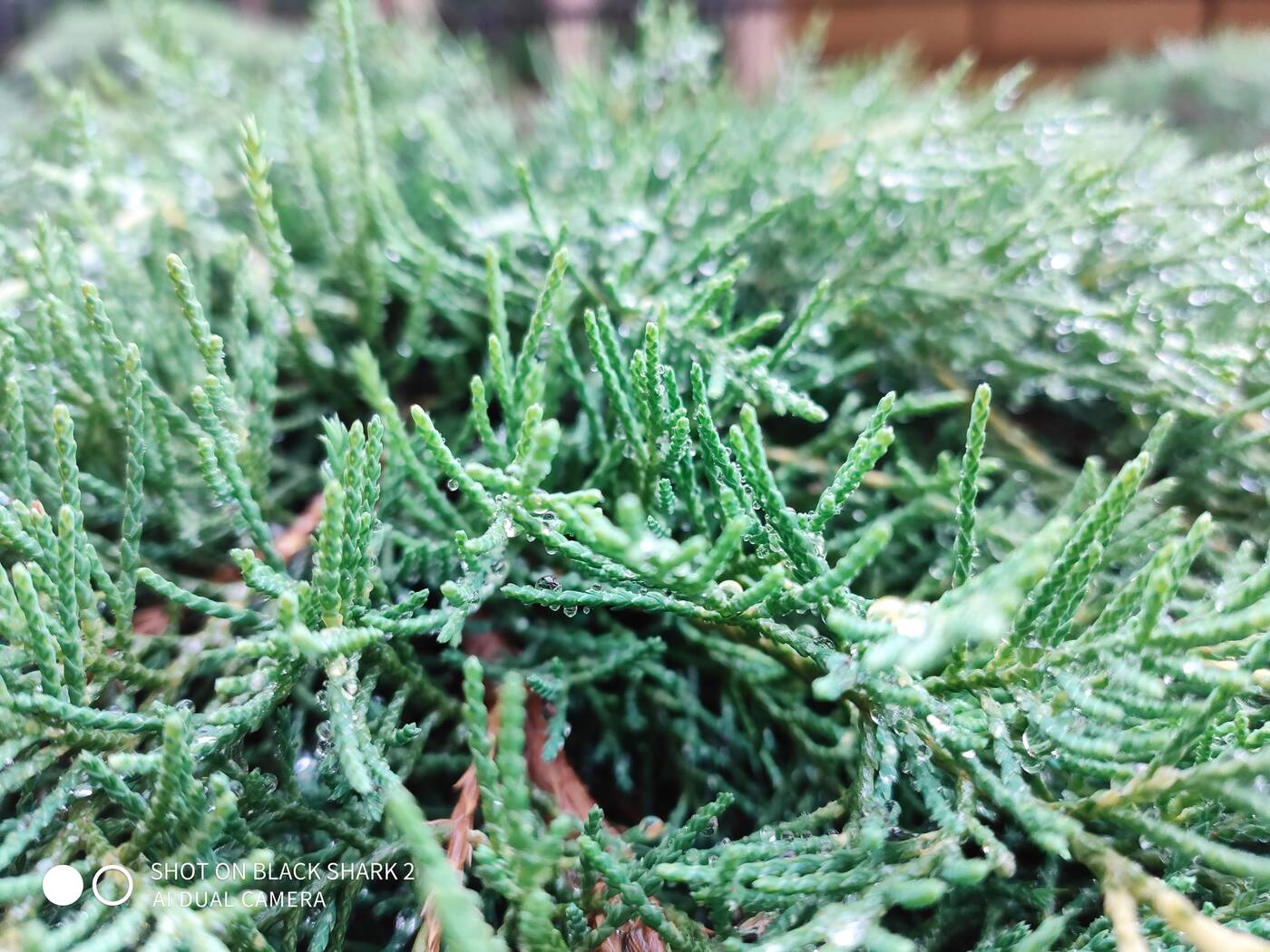 Test Xiaomi Black Shark 2 - czysty gaming