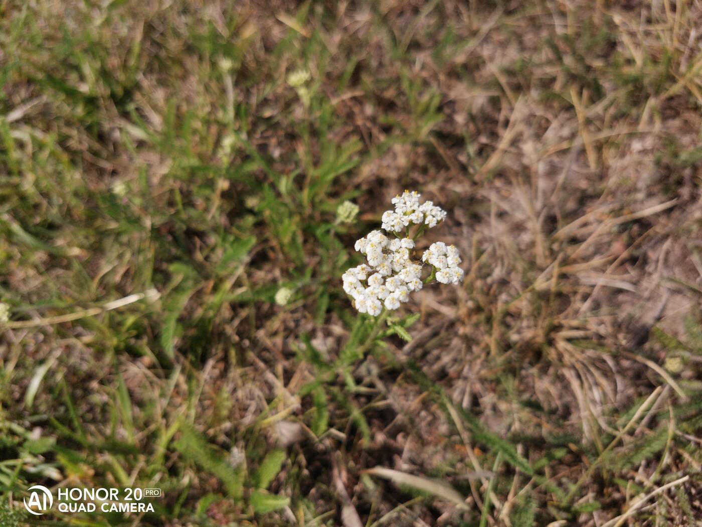 Test Honor 20 Pro - tam gdzie Huawei mówi dobranoc