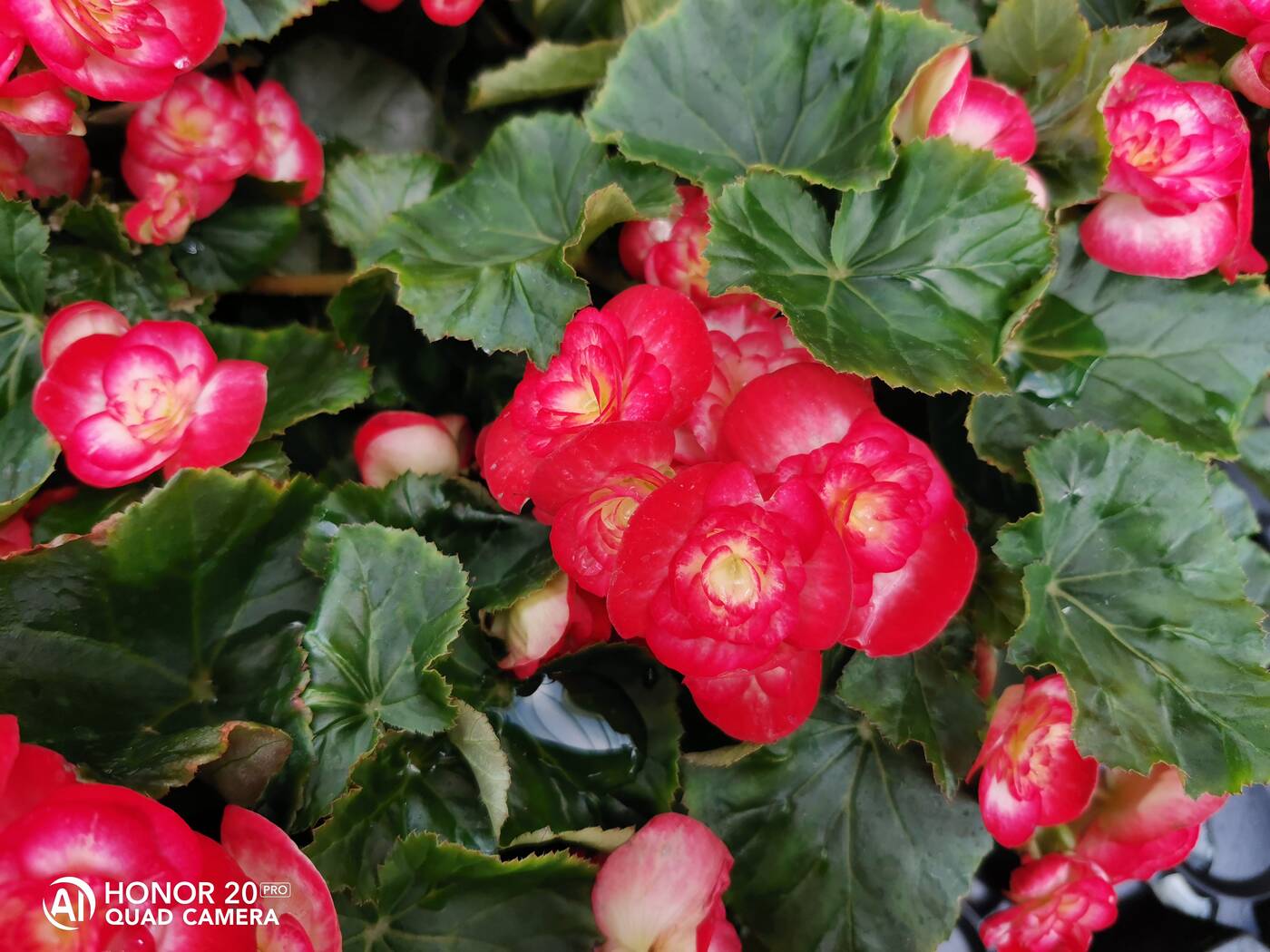 Test Honor 20 Pro - tam gdzie Huawei mówi dobranoc