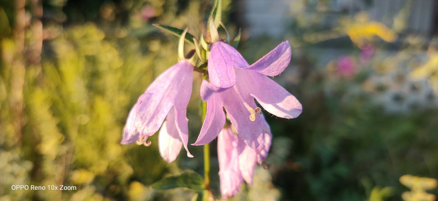 Test Oppo Reno 10x Zoom – flagowiec inny niż wszystkie
