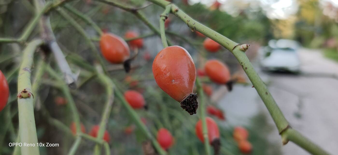 Test Oppo Reno 10x Zoom – flagowiec inny niż wszystkie