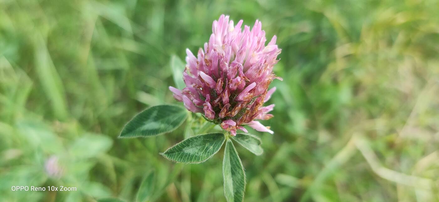 Test Oppo Reno 10x Zoom – flagowiec inny niż wszystkie