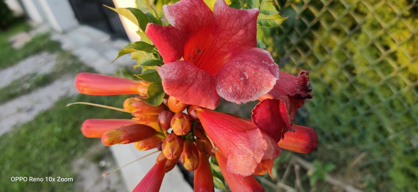 Test Oppo Reno 10x Zoom – flagowiec inny niż wszystkie