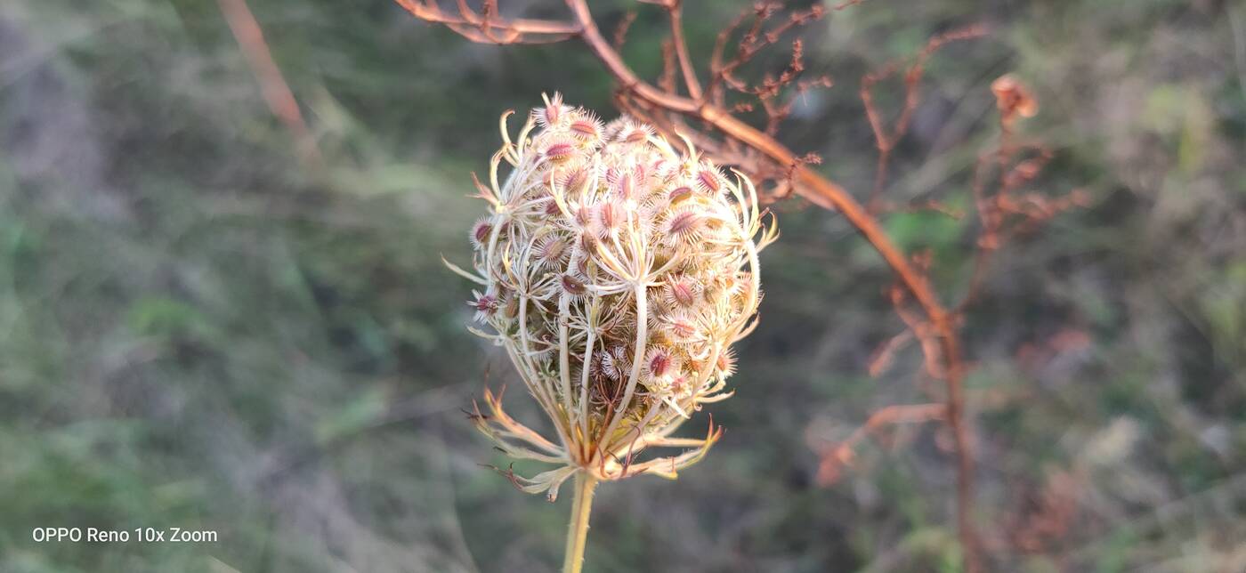 Test Oppo Reno 10x Zoom – flagowiec inny niż wszystkie