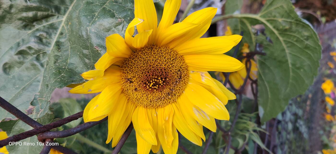 Test Oppo Reno 10x Zoom – flagowiec inny niż wszystkie