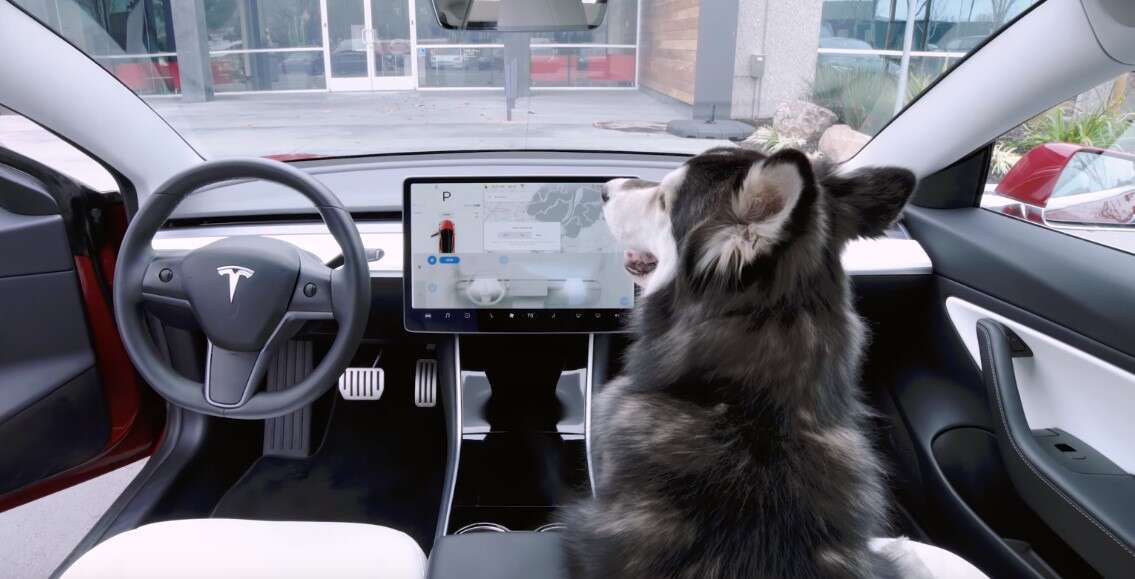 Tesla zareagowała szybko na błąd w samochodowym trybie psa