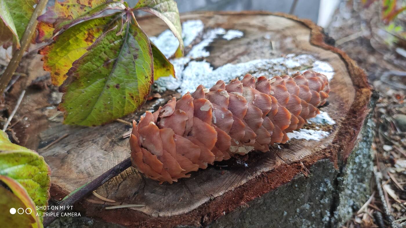 Test Xiaomi Mi 9T – tańszy brat wersji „Pro” od Xiaomi