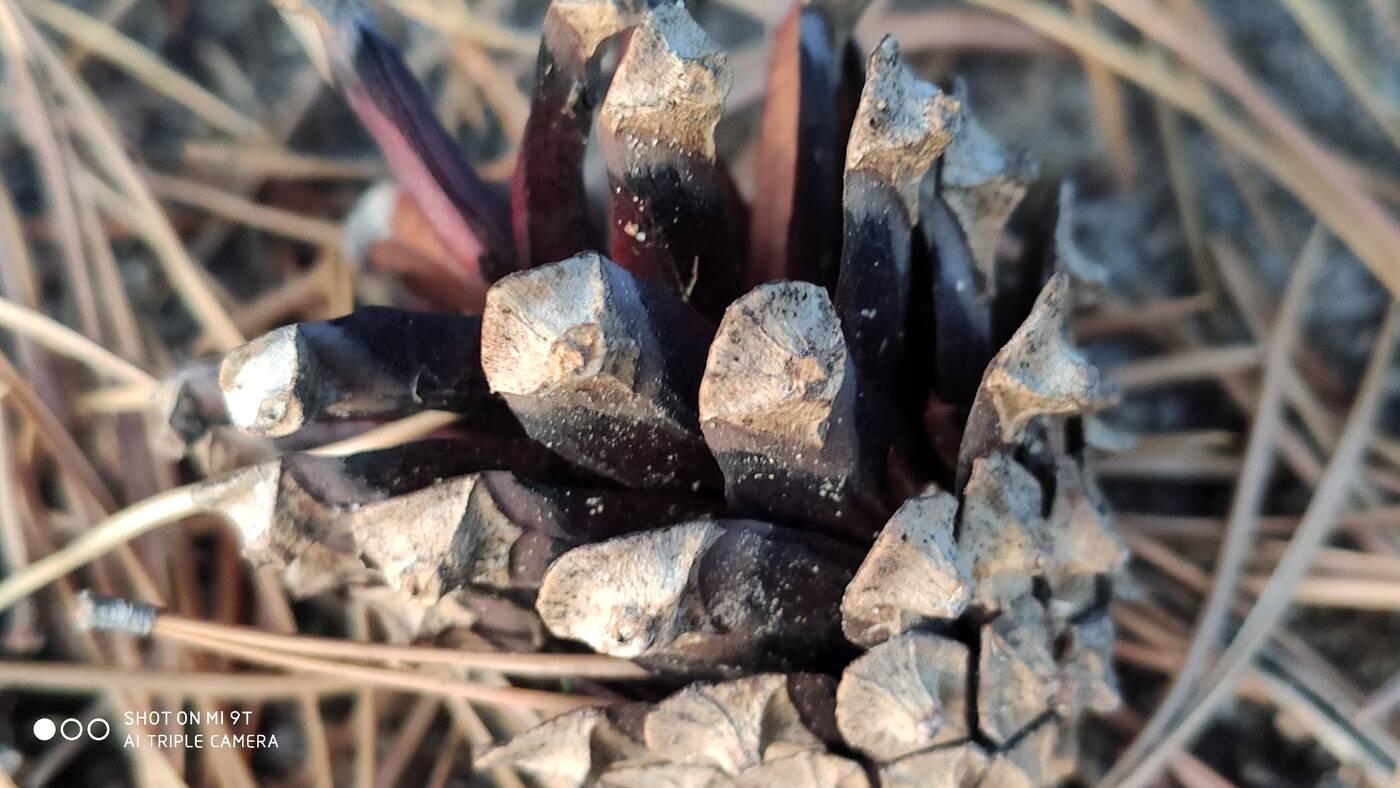 Test Xiaomi Mi 9T – tańszy brat wersji „Pro” od Xiaomi