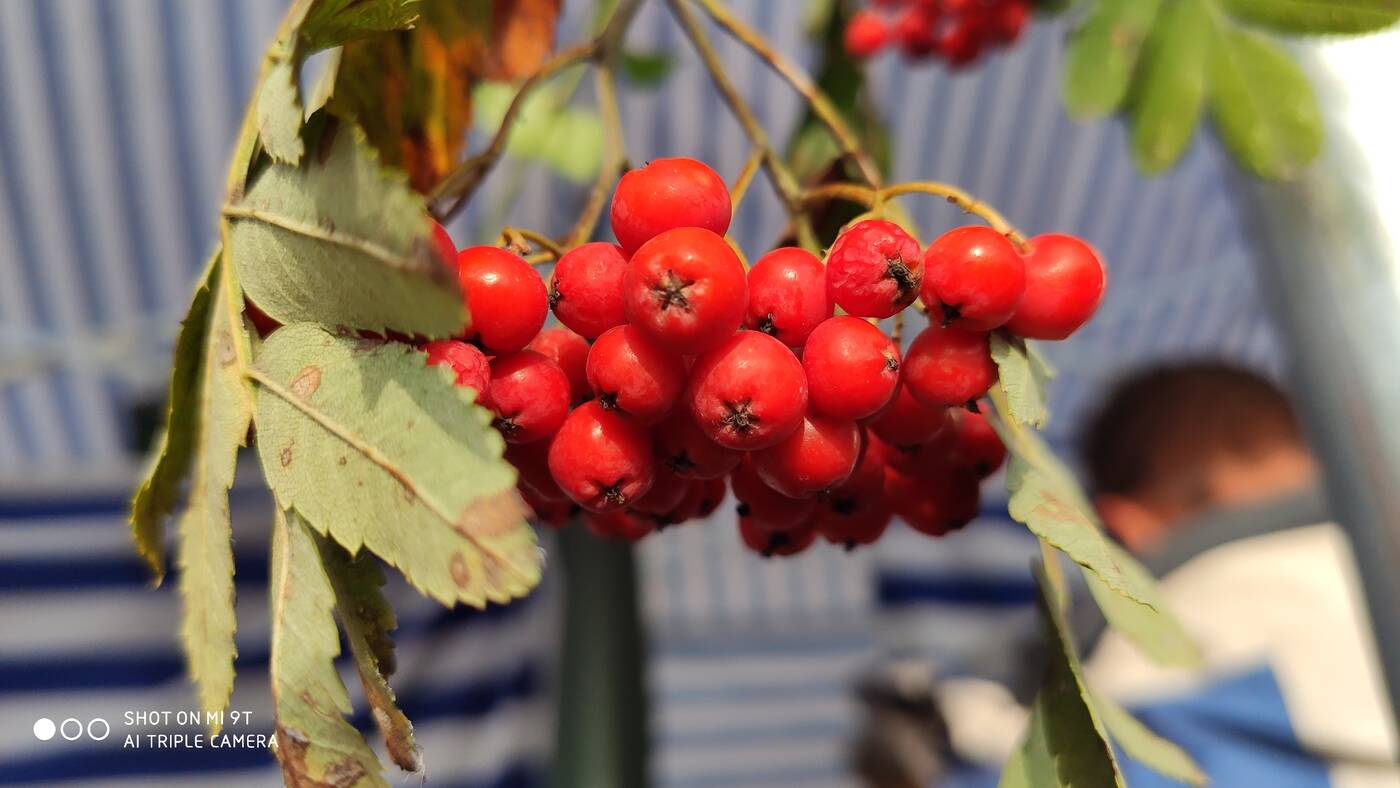 Test Xiaomi Mi 9T – tańszy brat wersji „Pro” od Xiaomi