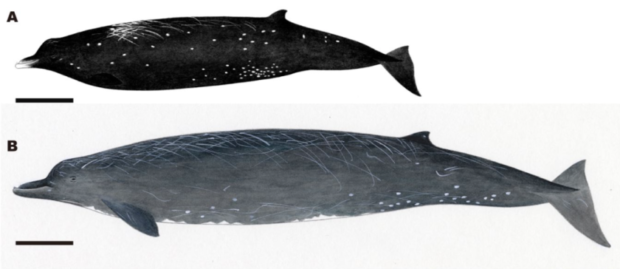 wielorybyt, gatunek wielorybów, wieloryby japonia, Berardius minimus, zyfiowate