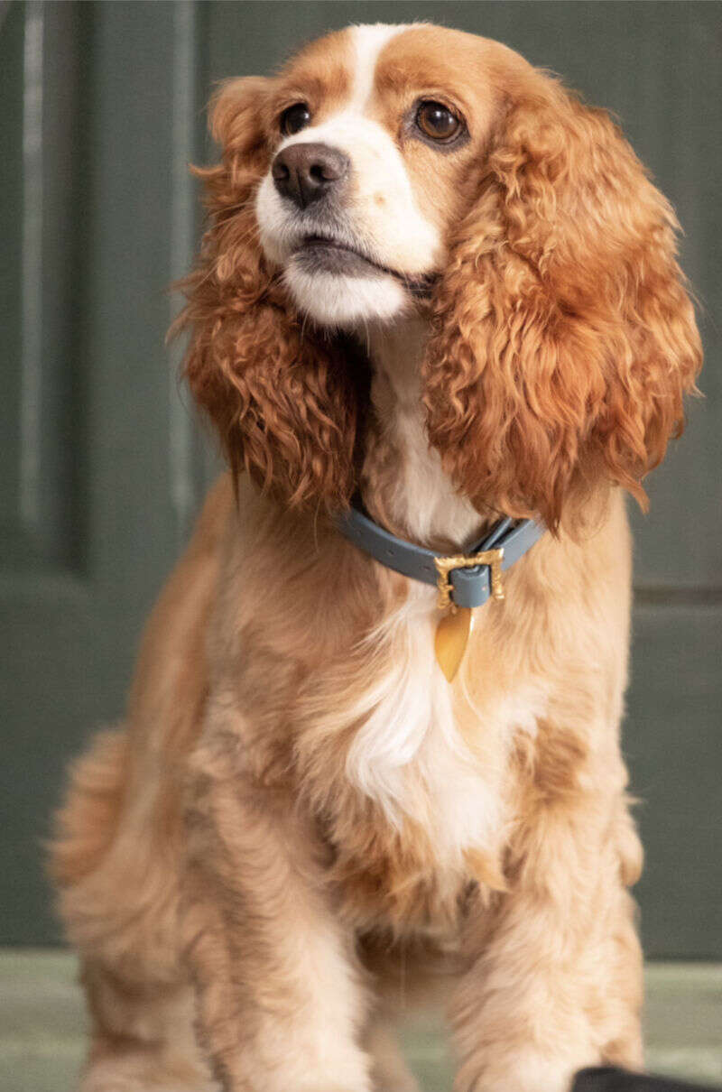 Zwiastun filmu Zakochany kundel – kolejna nowa wersja klasycznej animacji