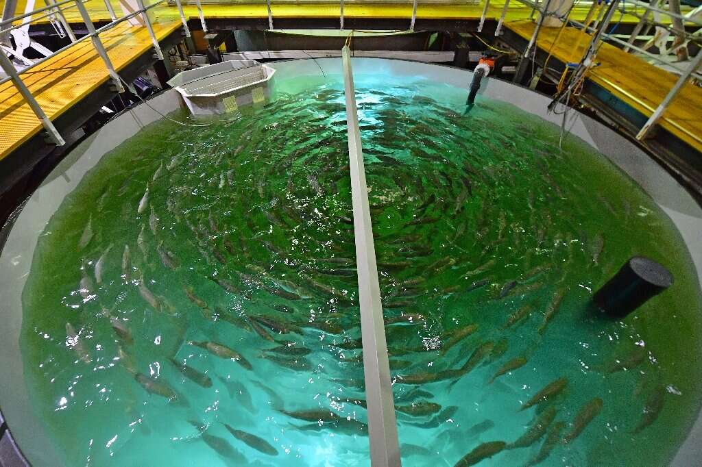 hodowla łososi, łososie w Dubaju, farma łososi w Dubaju, Fish Farm