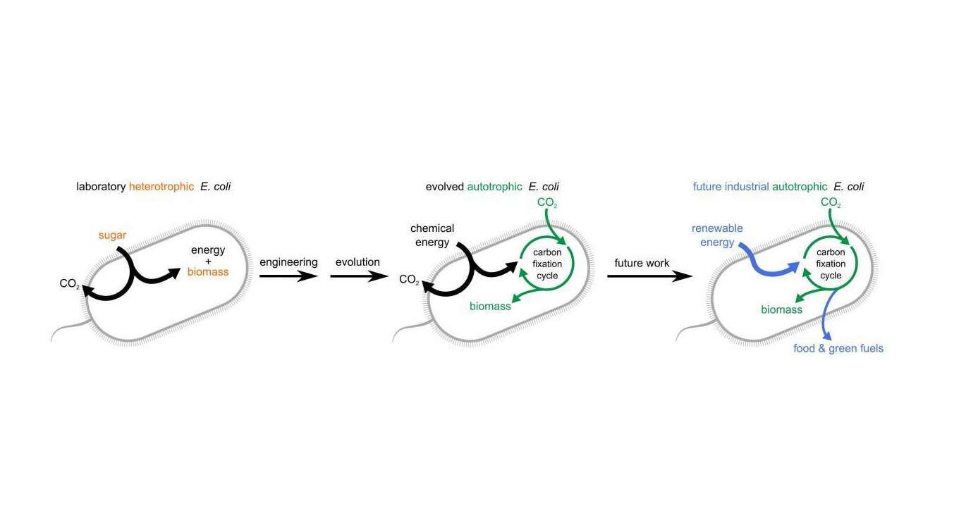 bakterie do CO2, bakterie zwalczające CO2, bakterie pochłaniające dwutlenek węgla