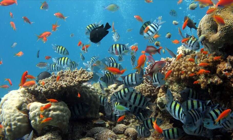 rafy koralowe, dbanie o rafy, oszukiwanie ryb głośnikami, zachęcanie ryb do raf