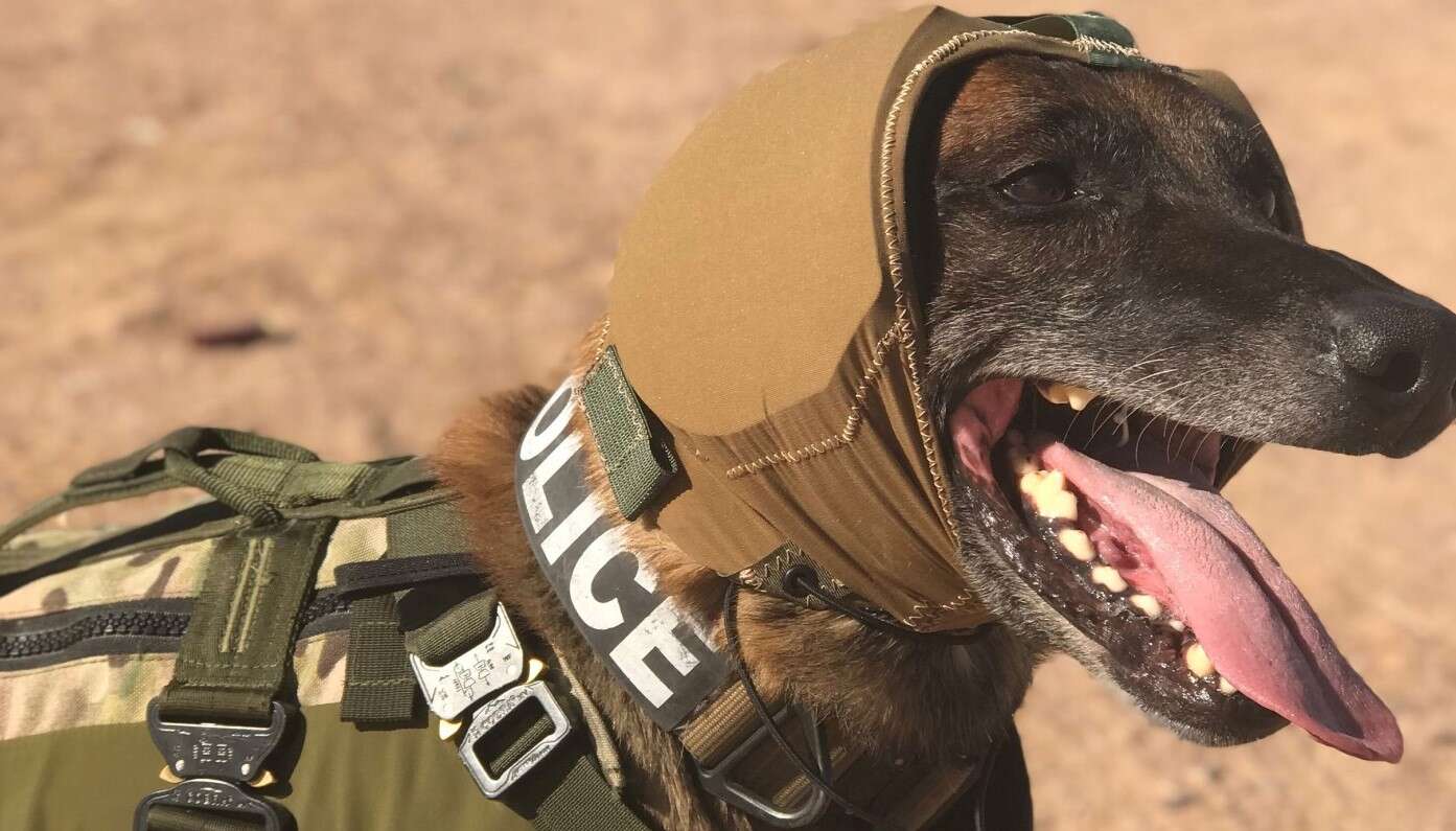 CAPS, osłona CAPS, osłona psów na froncie, słuch psów na froncie