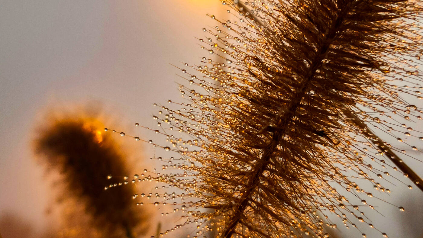 Oppo Reno2 - zdjęcie makro
