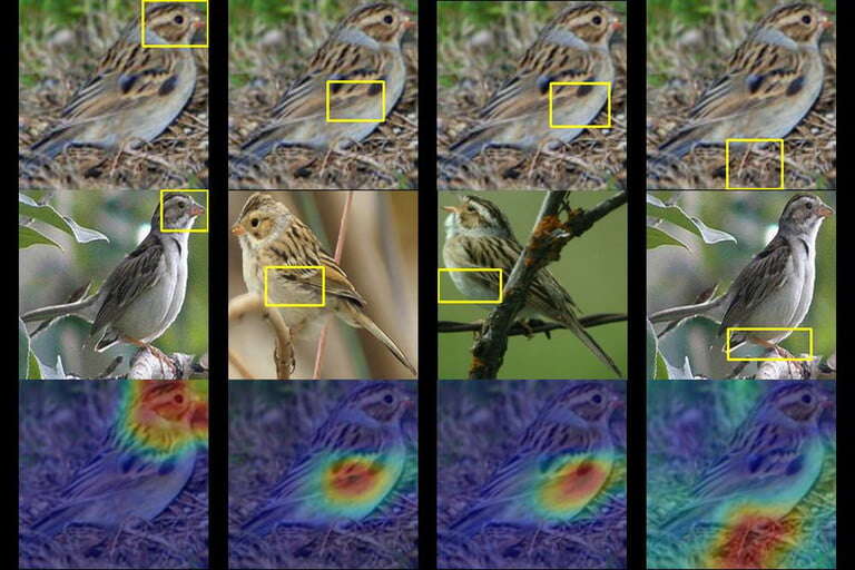 rozpoznawanie ptaków przez SI, sztuczna inteligencja rozpoznająca ptaki, rozpoznawanie ptaków,