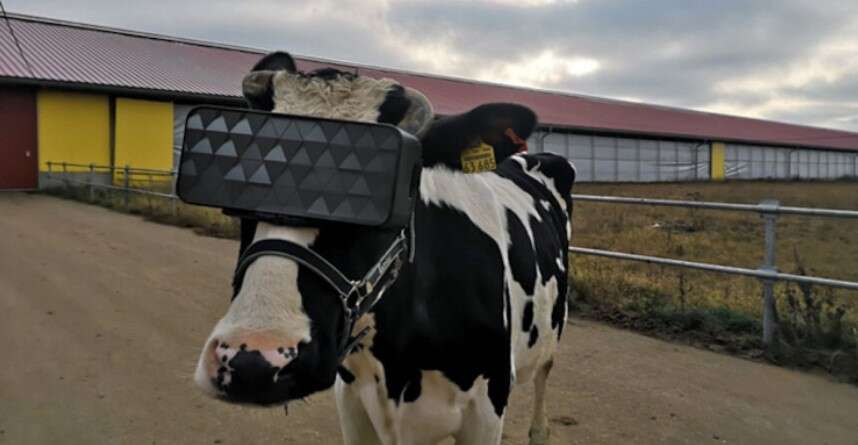 Cyberkrowy, krowy z zestawami VR, VR dla krów, krowy z VR
