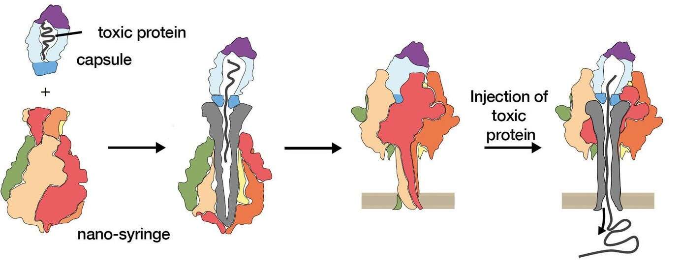 dawkowanie leków przez bakterie, nanostrzykawki u bakterii, pomocne bakterie, zmiany bakterii