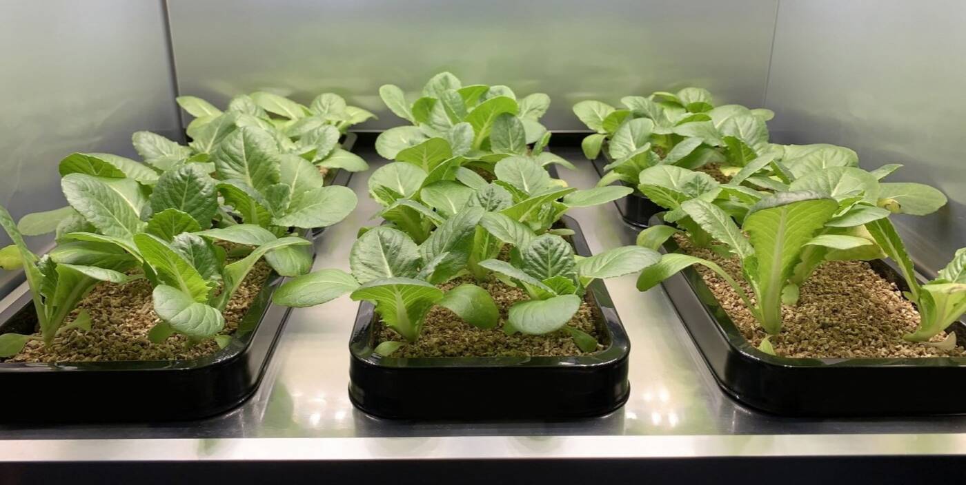 domowy ogródek, ogród LG, ogród w domu, ogródek LG