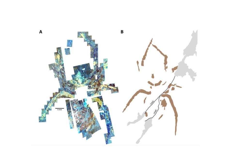 wielki pająk, fałszywa skamielina pająka, skamielina wielkiego pająka, pajęcza skamielina