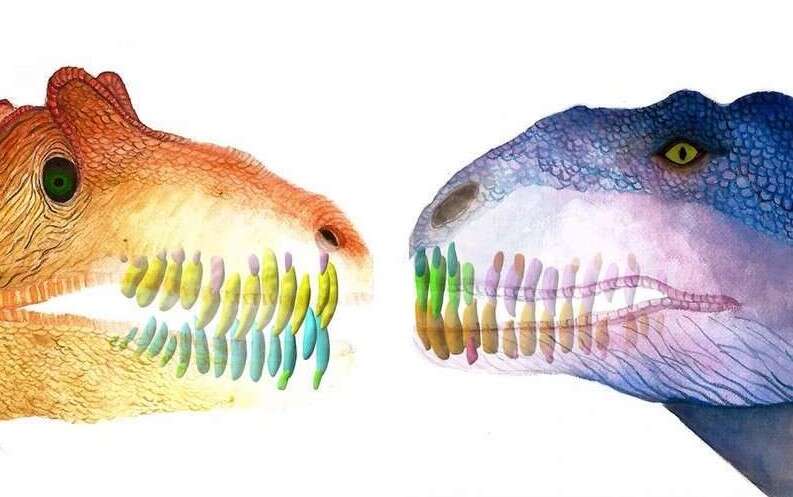 Majungasaurus, dinozaur Majungasaurusa, wymiana zębów u dinozaurów, zęby Majungasaurusa