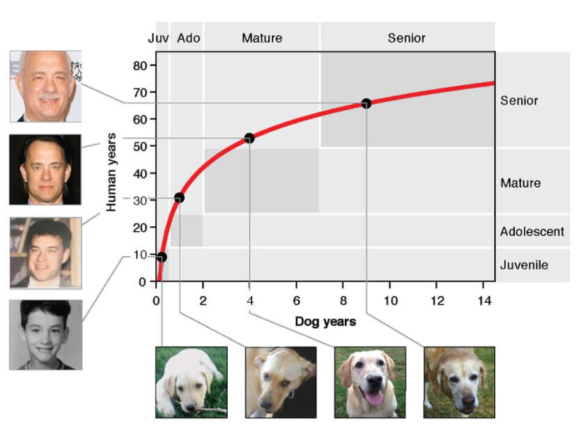 Jak przeliczać wiek psów i ludzi?