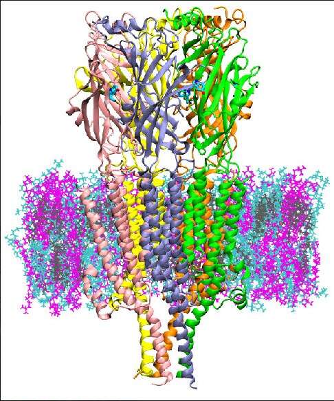 komputerowe symulacje, receptor serotoniny, 3HT3A, mechanizm molekularny serotoniny
