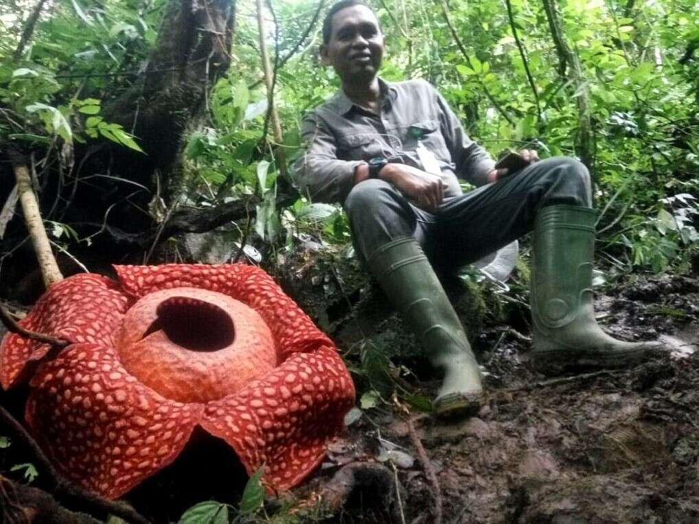 największy kwiat, Rafflesia tuan-mudae, wielkie kwiaty, 