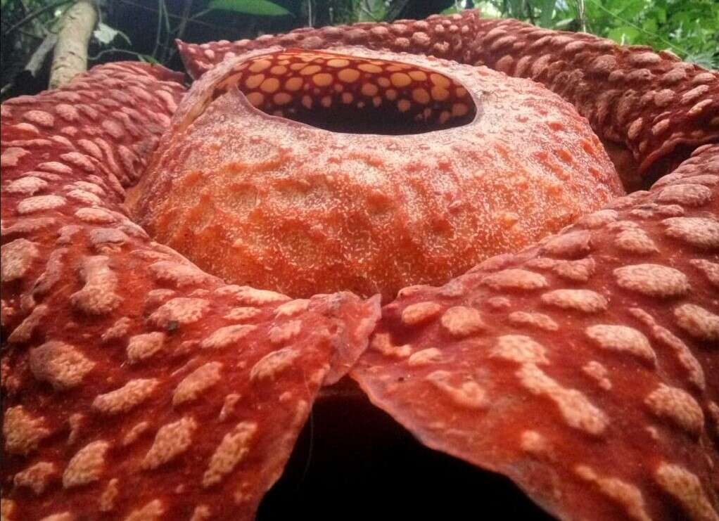 największy kwiat, Rafflesia tuan-mudae, wielkie kwiaty,