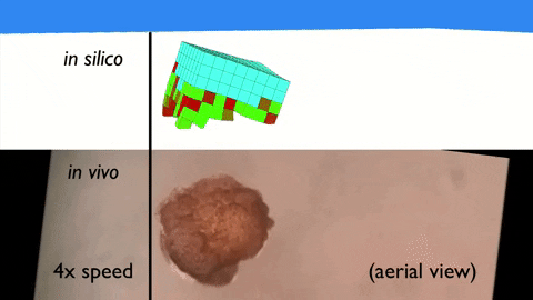 Te sztuczne formy życia są w pełni programowalne