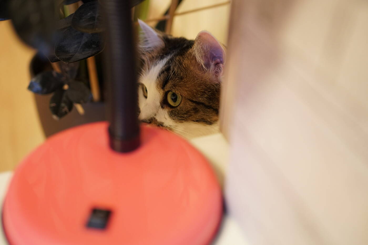 Test aparatu Sony A6500