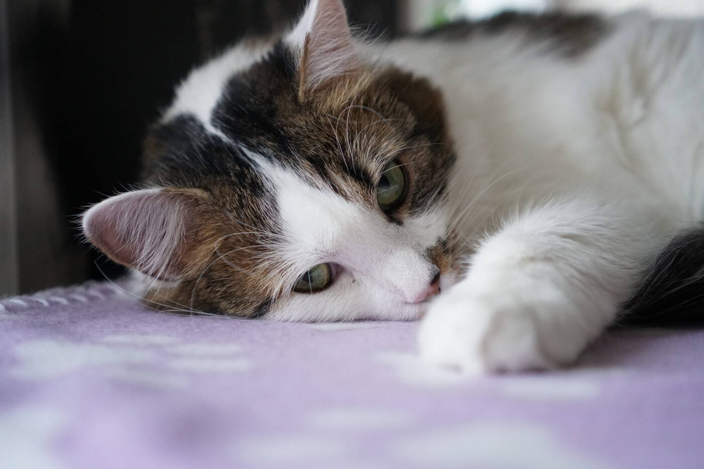 Test aparatu Sony A6500