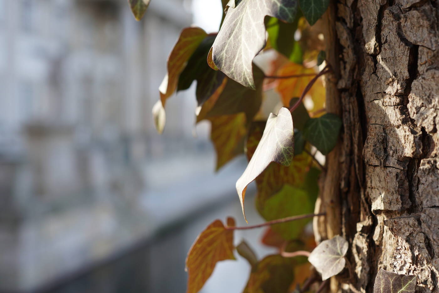 Test aparatu Sony A6500