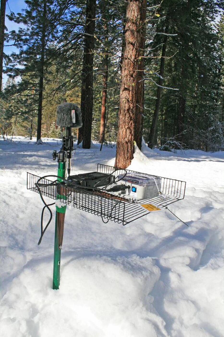 W jaki sposób ptaki przekazują sobie informacje?