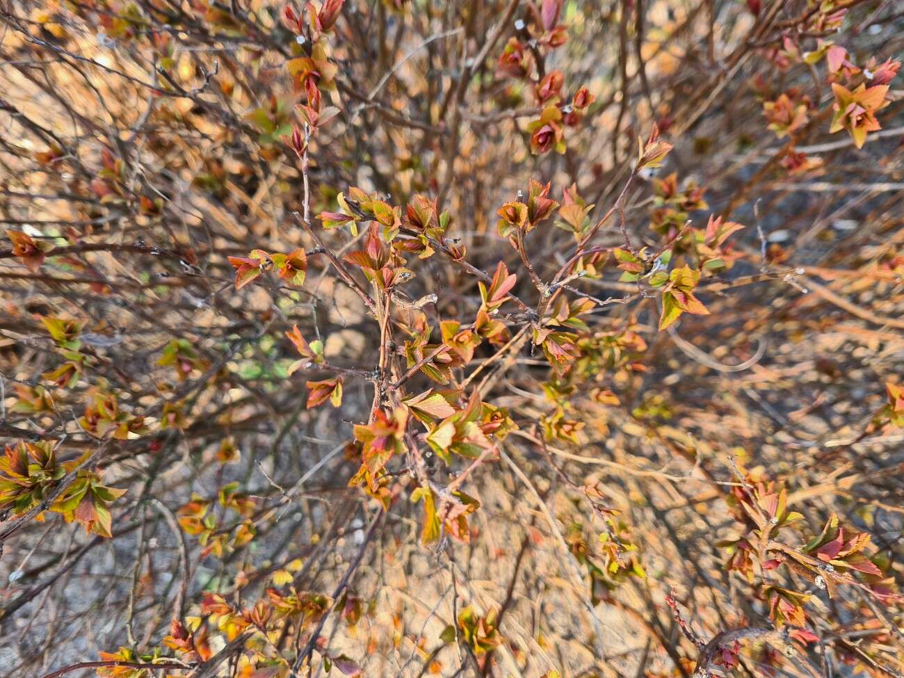 Test Samsung Galaxy S20. Kompaktowy flagowiec bez kompleksów