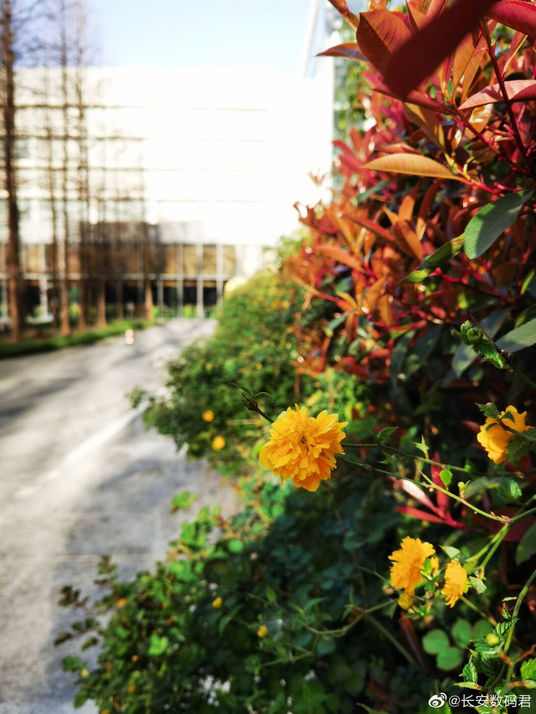 Huawei P40 Pro już czaruje zdjęciami i ma niespodziankę w notchu