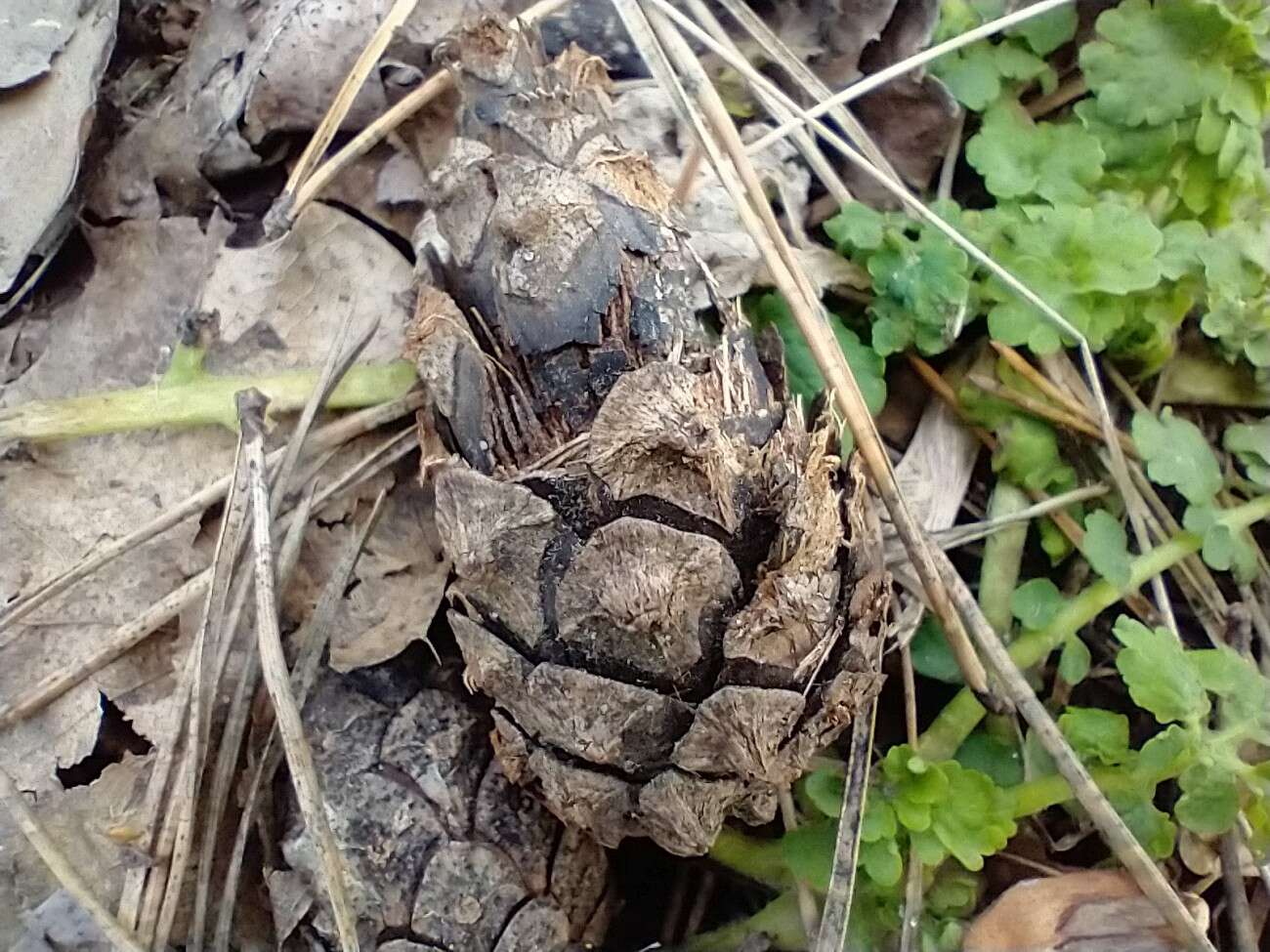 Test telefonu Motorola Moto G8 Power. Najbardziej kompletna Motorola jakiej mi brakowało