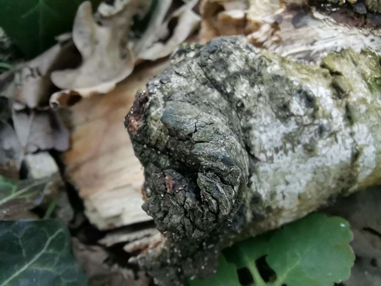 Huawei P40 Lite test recenzja opinie