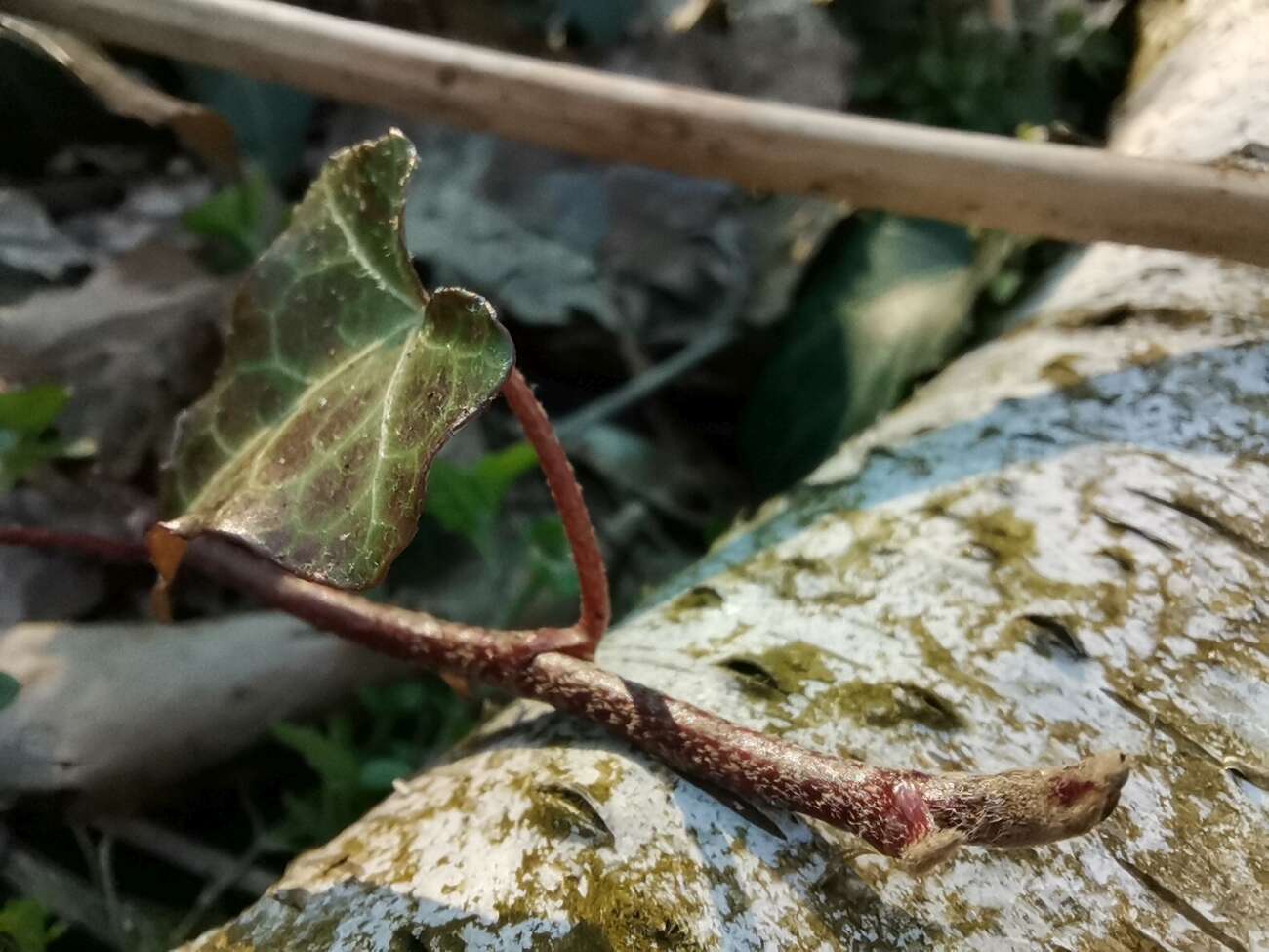 Huawei P40 Lite test recenzja opinie