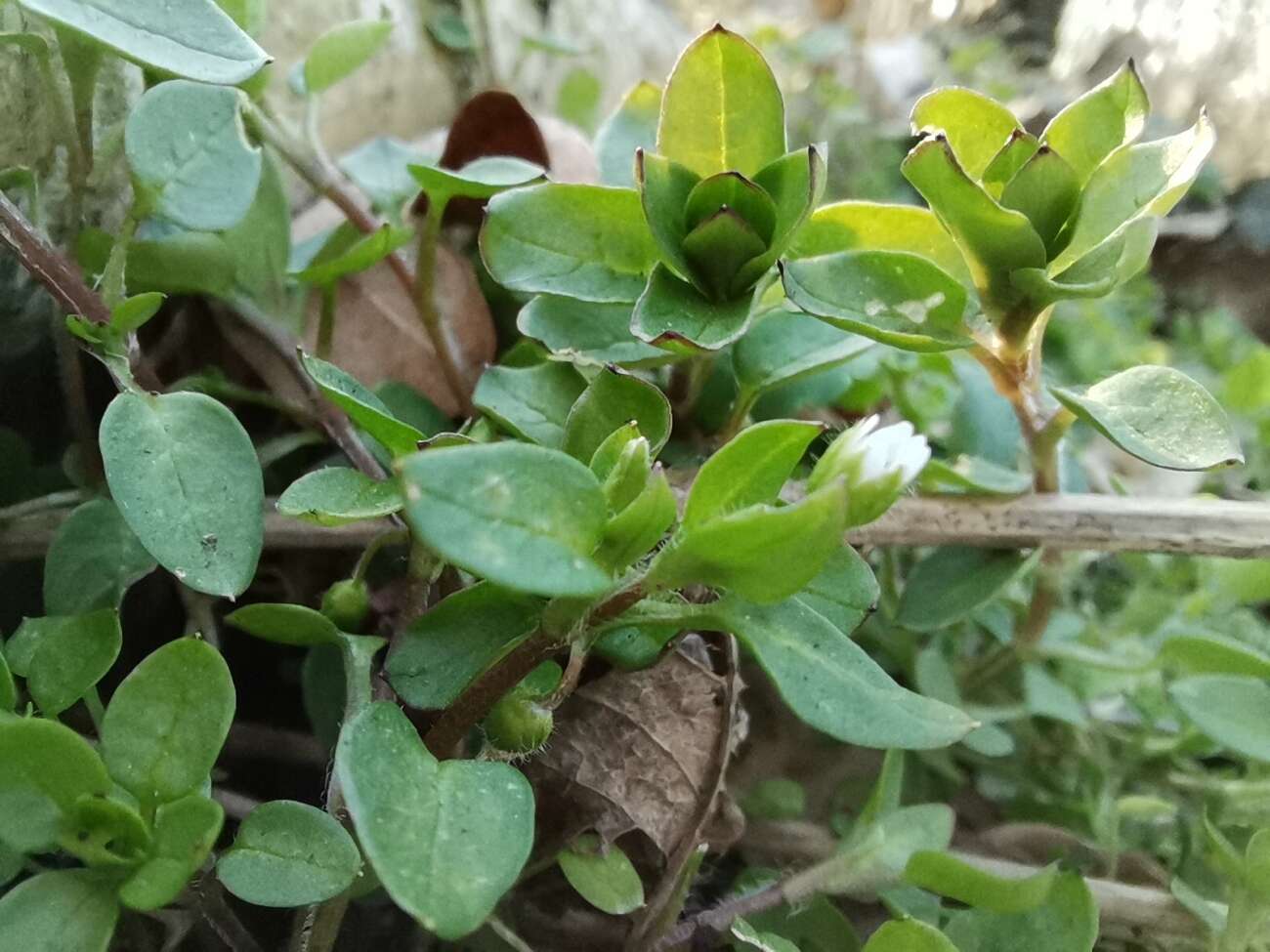 Huawei P40 Lite test recenzja opinie