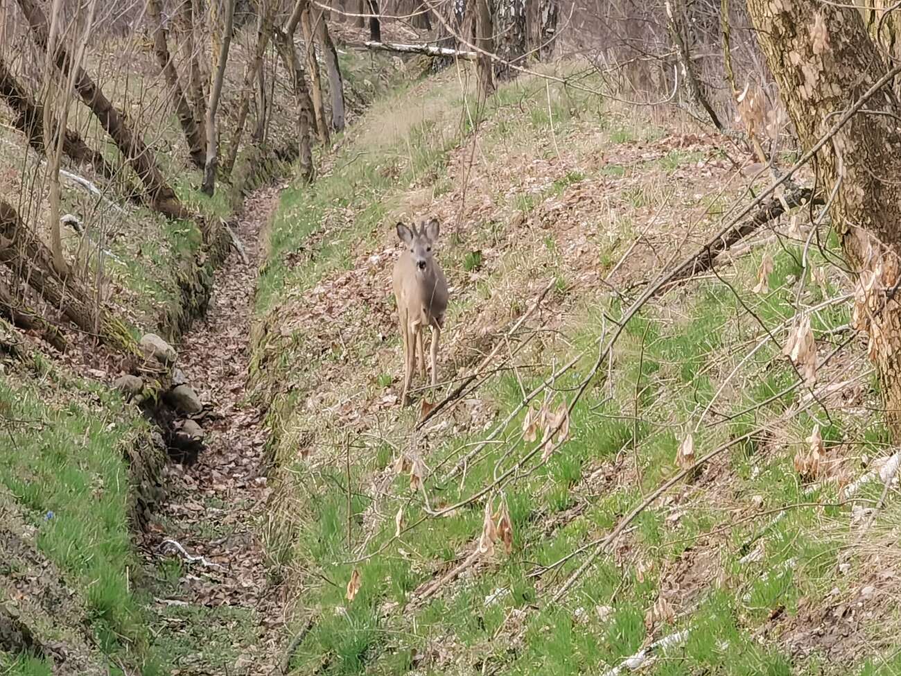 Takie zdjęcia robi Huawei P40 Pro