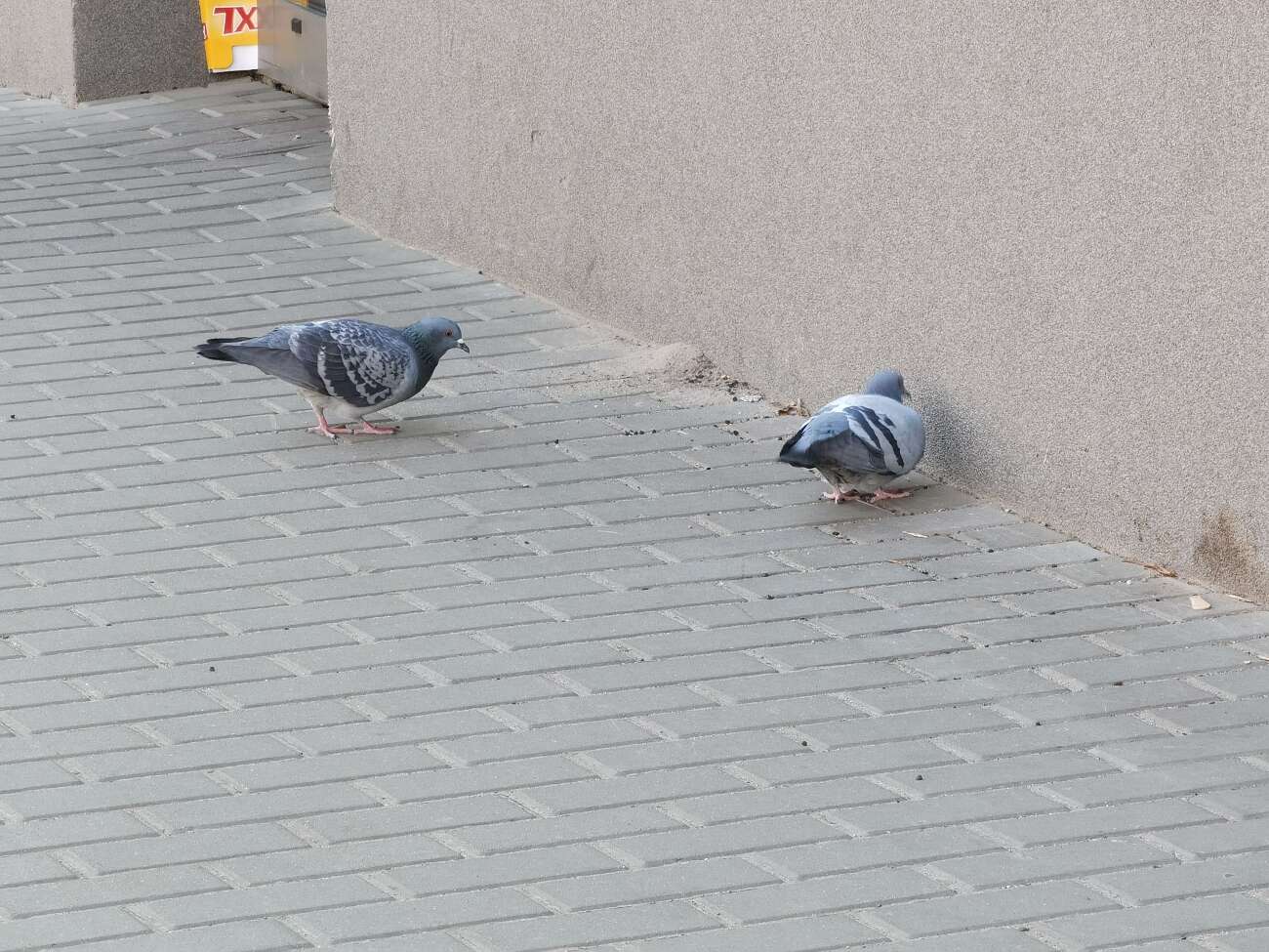 Takie zdjęcia robi Huawei P40 Pro