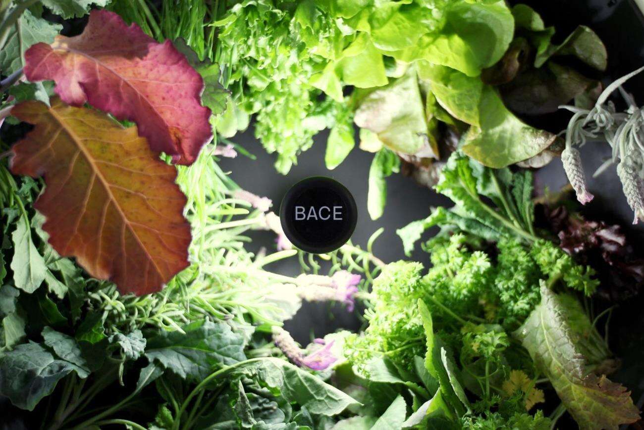 Rotofarm zakręci Waszą świeżą zieleniną w kuchni