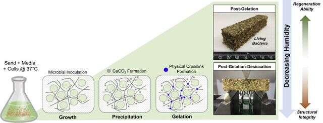Tworzenie budynków z bakterii może stać się rzeczywistością
