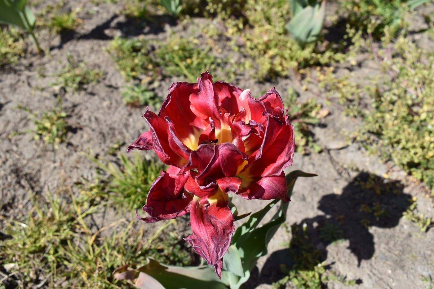 Smartfon czy lustrzanka? Porównujemy jakość zdjęć