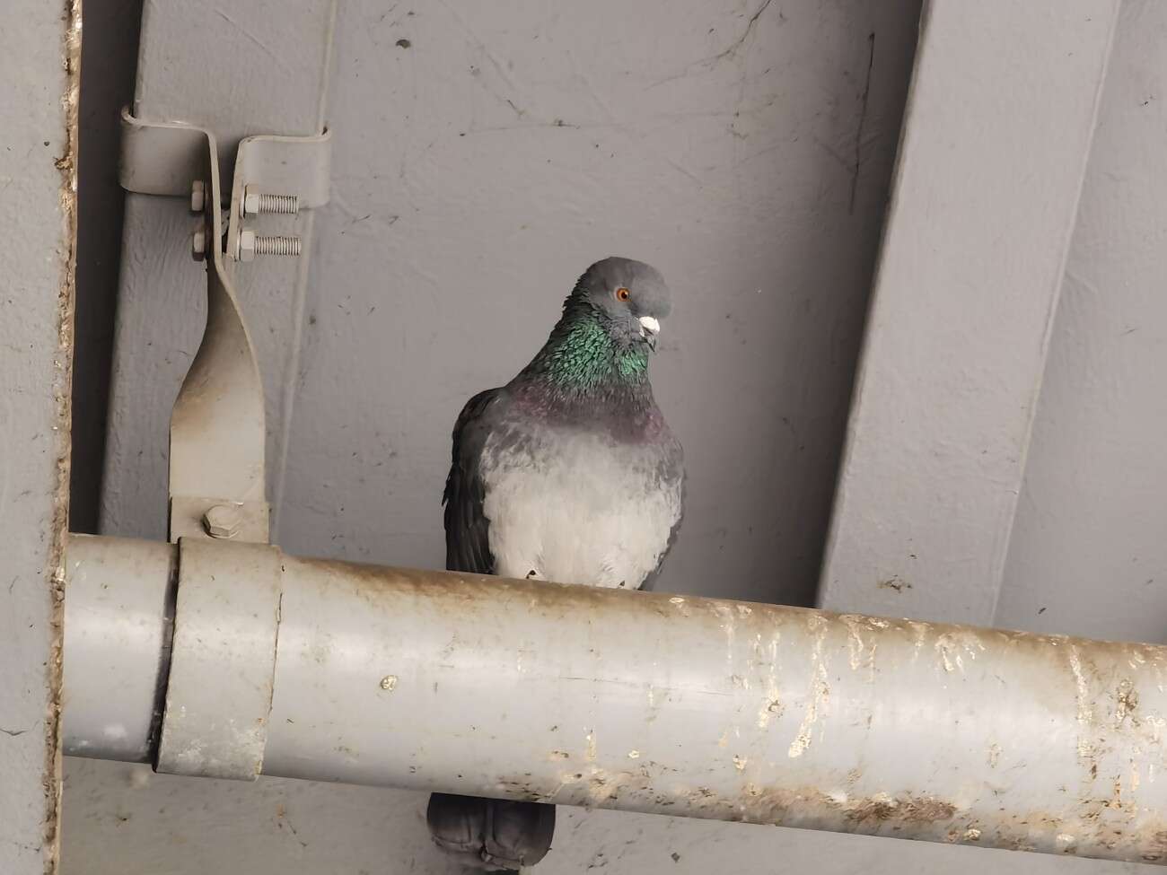 Sięgnij dalej z zoomem Huawei P40 Pro